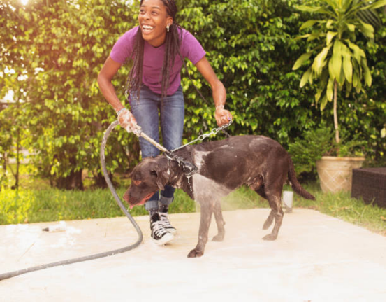 pet supplies using an electric pressure washer